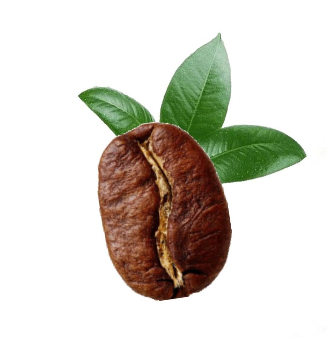 قهوه  تک خاستگاه