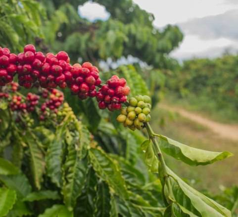 دانه قهوه تخصصی کنیا | LUSSO Kenava