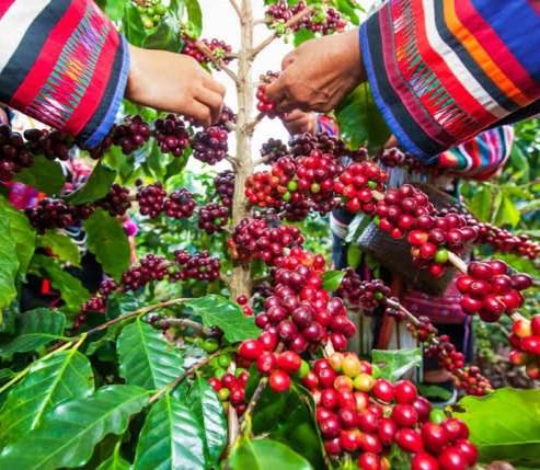 دانه قهوه تخصصی پرو | LUSSO