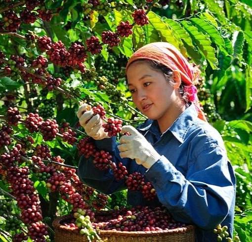 دانه قهوه تخصصی روبوستا اندونزی | LUSSO