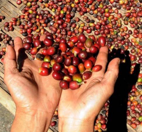 دانه قهوه تخصصی روبوستا اندونزی | LUSSO