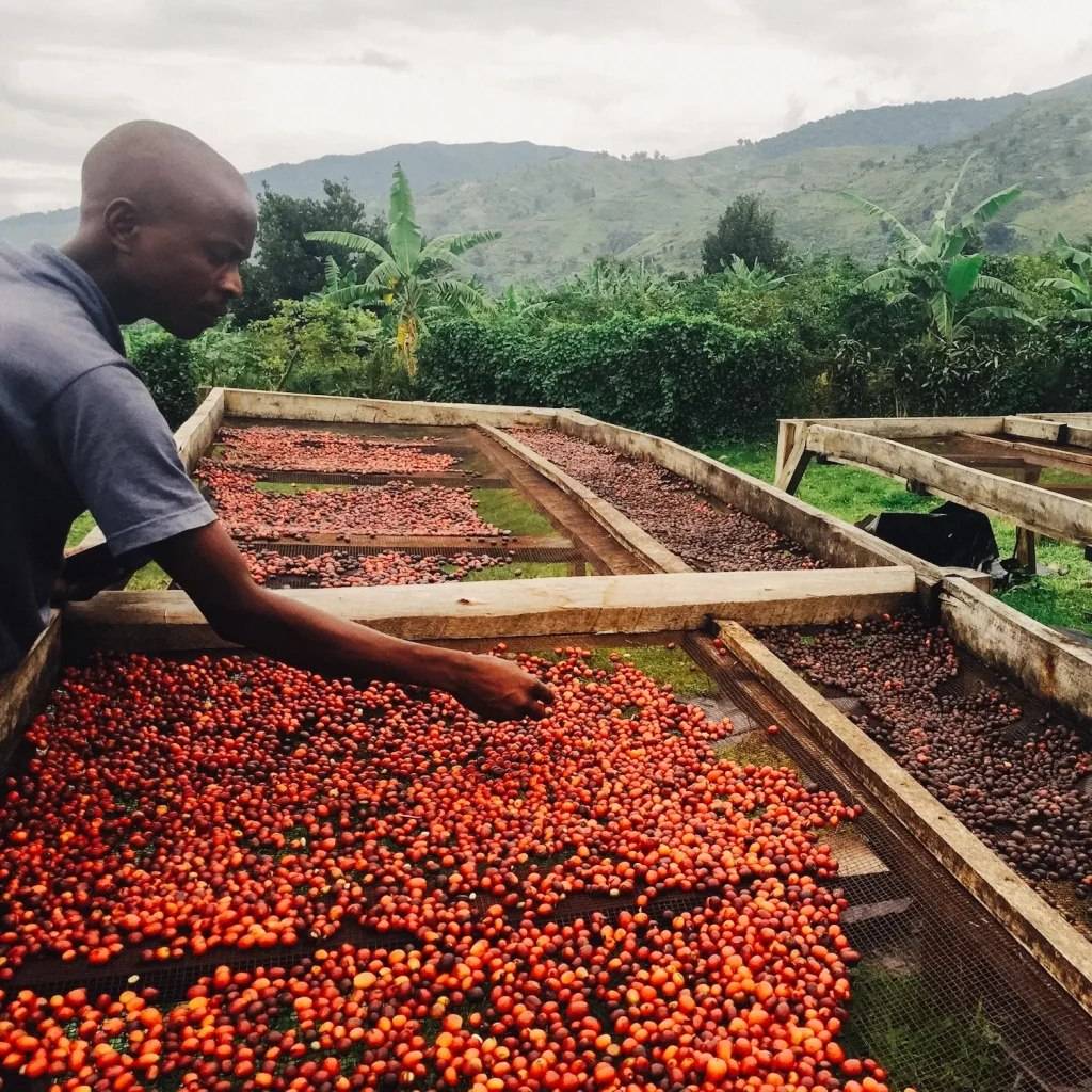 دانه قهوه تخصصی روبوستا اوگاندا | LUSSO