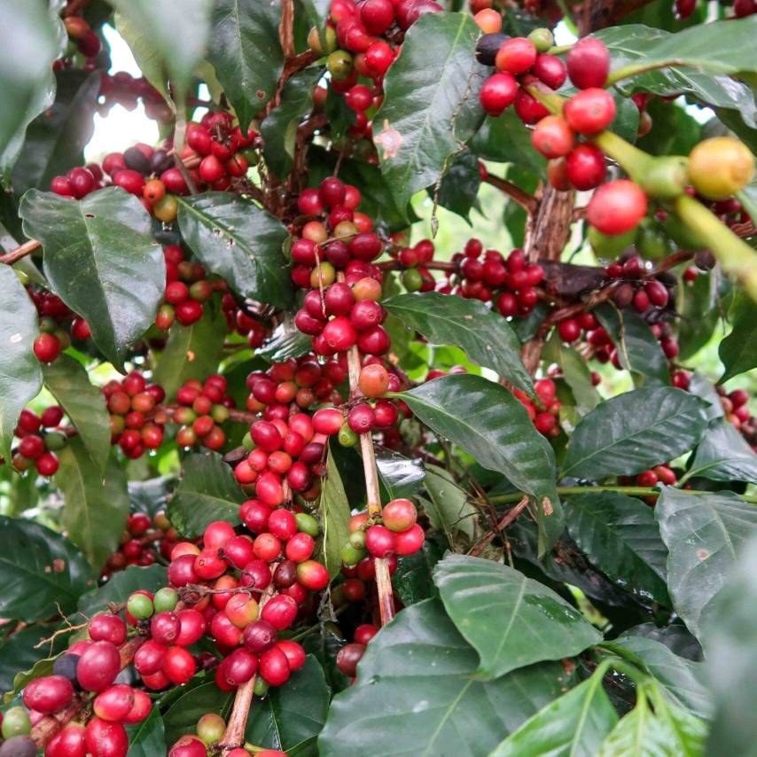 دانه قهوه تخصصی روبوستا جاوه - دارک رست | LUSSO