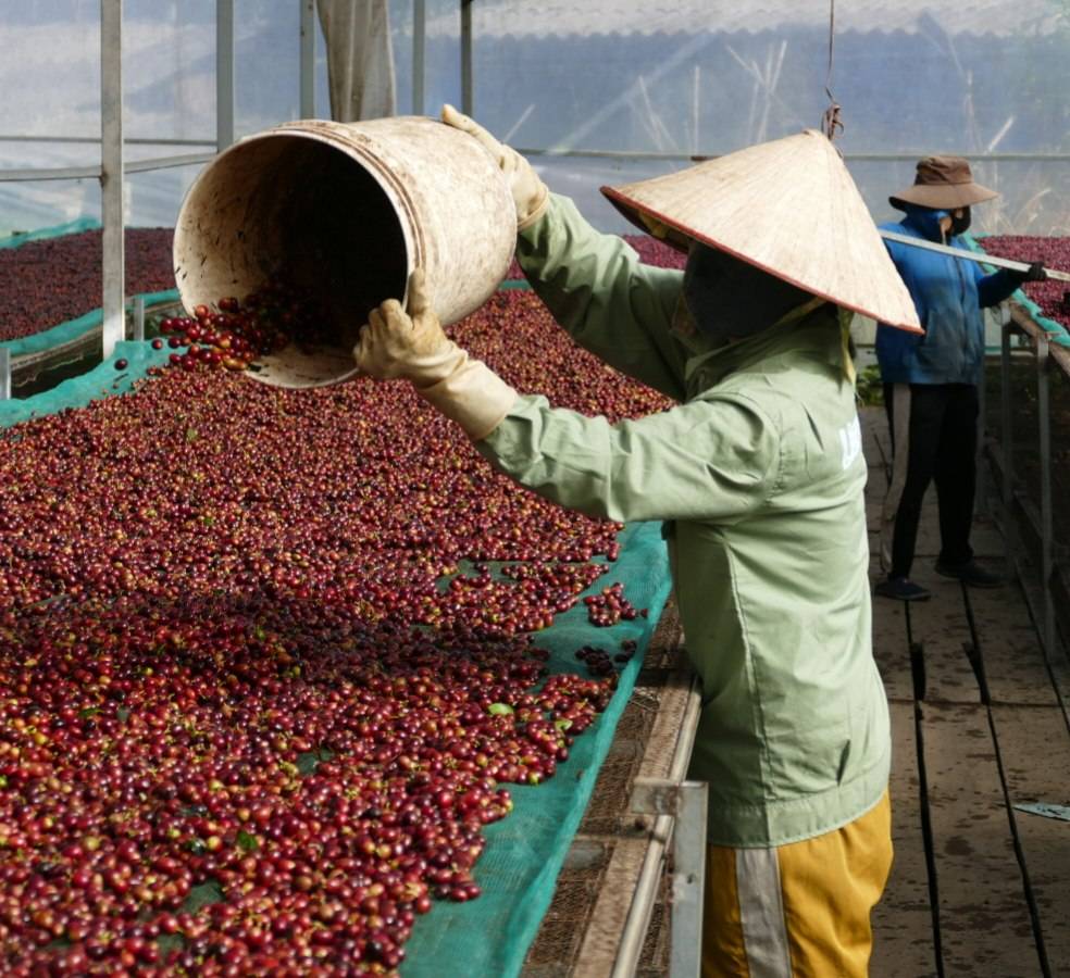 دانه قهوه تخصصی روبوستا جاوه - دارک رست | LUSSO