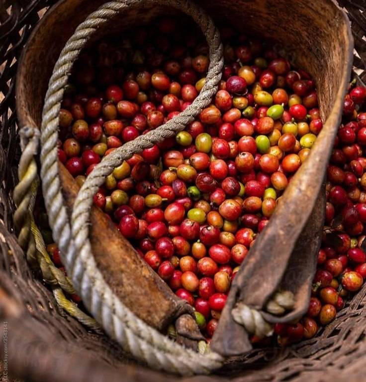 دانه قهوه ترکیبی 100 عربیکا - فول آروما | LUSSO