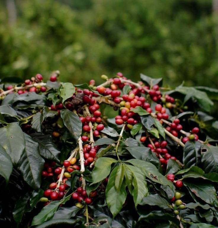 دانه قهوه ترکیبی 80 درصد عربیکا - 20 درصد روبوستا | LUSSO