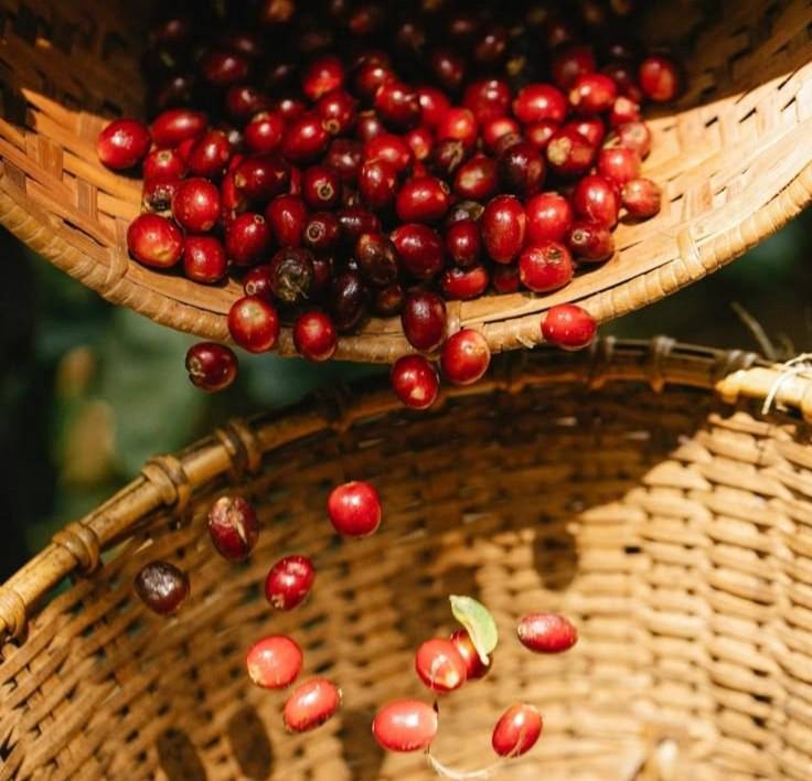 دانه قهوه ترکیبی 80 درصد عربیکا - 20 درصد روبوستا | LUSSO