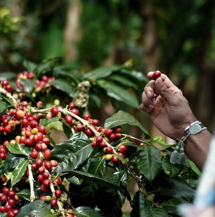 دانه قهوه ترکیبی 60 درصد عربیکا - 40 درصد روبوستا | LUSSO